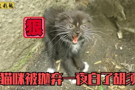 石缝里的流浪猫凶巴巴的，差点咬小哥一口，结果跳下悬崖拒绝救助视频封面