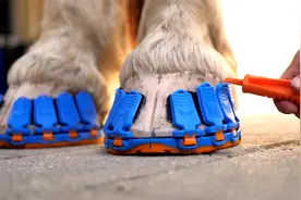 国外发明给马穿的“跑鞋”，让马蹄重获自由，日行千里不再是问题