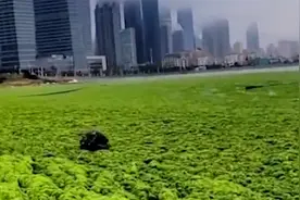 山东青岛遭最大规模浒苔侵袭 海面变成绿色波浪 已打捞24万吨