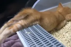 完了…猫猫已经硬了～