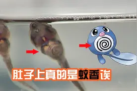 蝌蚪的肚子真的像蚊香！一个月前养的蓝姥爷树蛙蝌蚪变成蛙上岸了视频封面