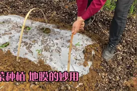蔬菜种植，使用地膜有什么好处？防寒防虫保湿，快速生长视频封面
