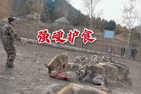 养狼人胆子大从狼嘴边抢肉，怂恿狼群和狼王打，小狼强硬维护地位视频封面