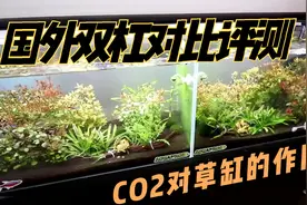 国外双杠对比测试 草缸到底要不要打CO2 对水草的影响 视频有点长视频封面