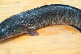 黑鱼怎样浆鱼片？大厨把技巧都教给你，保证肉片滑嫩，不散有弹性