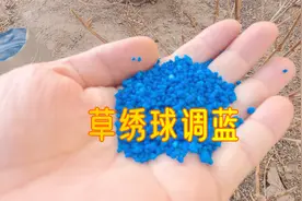 虽然不经济，但是太简单啊！适用于新手的绣球花调蓝方法视频封面