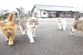 日本一座寺庙，猫咪的天堂，僧人都是铲屎官！视频封面