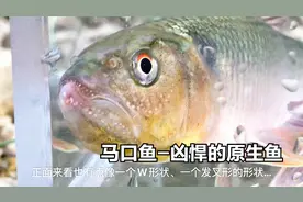 【马口鱼-中国本土原生鱼科普】v03 溪流中常见且凶悍的原生鱼视频封面