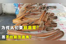 梅花鹿的鹿角每年会脱落，为何人类还要割鹿茸，不捡脱落的鹿角？视频封面