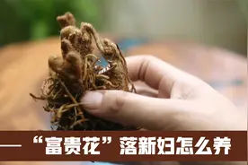 有种“富贵花”，它就是落新妇，开花美极了，园艺师教你怎么养它视频封面