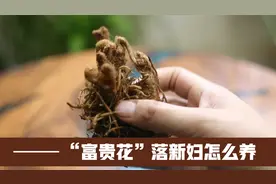 有种“富贵花”，它就是落新妇，开花美极了，园艺师教你怎么养它视频封面