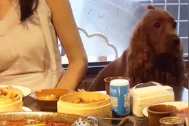 地道的重庆狗子，主人吃火锅也得陪着，狗子：我只看不吃