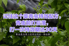 记住这个菜青虫特效配方，青虫前打后落，打一次持效期达30天视频封面