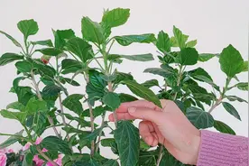 扶桑花长成“打枣杆”？这样剪一剪，越剪开花越多！视频封面