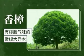 有樟脑气味的常绿大乔木——香樟
