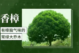 有樟脑气味的常绿大乔木——香樟
