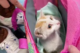 流浪猫生病向人求助，带它去医院治疗，全程配合乖的让人心疼视频封面