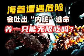 海参遭遇危险，会吐出“内脏”逃命，吃货：养一只能无限吃吗？视频封面