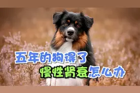 五年的狗得了慢性肾衰怎么办视频封面