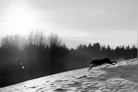 义犬救主：努尔哈赤与忠犬“大黄”的故事！视频封面