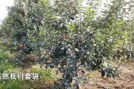 丰产、易管理的苹果品种——维纳斯黄金视频封面