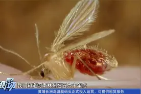 75岁大爷高烧不退   原来是这种虫子在作怪视频封面