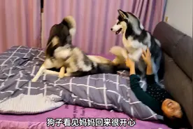 二哈对待主人，和主人妈妈，差别太大了！视频封面