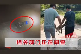 全部找到！四川六条失踪鳄鱼最远只逃出数百米，嘴巴全被捆绑着视频封面