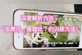 还原古法：虫爬沙，蚕噬叶的训练方法，看到蚕吃桑叶的样子真形象视频封面
