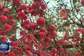 延安市宝塔区临镇镇：大红苹果满枝头视频封面