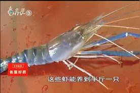 “太湖一号”大虾一只2两多重，能养到半斤重，味道不输大闸蟹视频封面