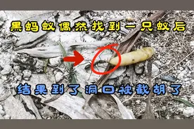 黑蚂蚁意外捡到一只“蚁后”马上就能享用，却被吓得洞口都不敢出