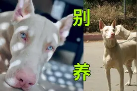 白色杜宾，千万别养！视频封面