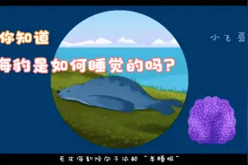 你知道动物是怎么睡觉的吗?视频封面