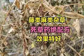 一个死草药的绝配方，藤类麻类都死，死叶死根又快又彻底视频封面