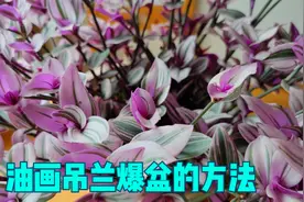 油画吊兰爆盆的“秘密”，从小苗到爆盆，就是这么简单视频封面