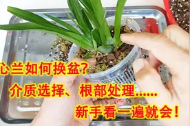 文心兰如何换盆？介质选择、根部处理，新手看一遍就会！视频封面