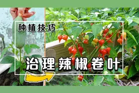 辣椒卷叶了怎么办？别担心，按照我的方法做辣椒还能正常结果视频封面