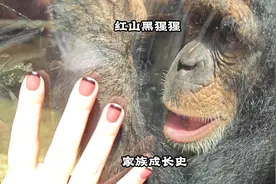红山动物园的黑猩猩们，家族关系复杂，一家子如今四分五裂视频封面