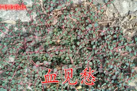 跟马齿苋很相似的地锦草，对人有这么多的好处，一起了解下视频封面