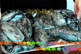 煮出来全是黑墨难以下嘴的白灼墨鱼，吃起来非常鲜香有味肉质Q弹视频封面