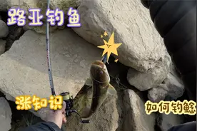 老张如何钓鲶鱼，先要了解鲶鱼的习性，铁板跳鲶鱼的技巧分享视频封面