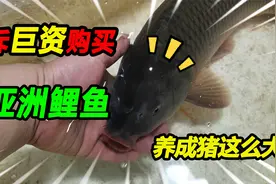 花巨资买来4斤8两55公分长亚洲鲤鱼，嘴巴大的出奇，一年能长百斤视频封面