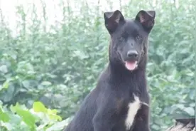 “白足不要选，尾巴白尖不能要”，老人选狗有忌讳视频封面