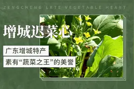 增城迟菜心——广东增城特产，素有“蔬菜之王”的美誉视频封面