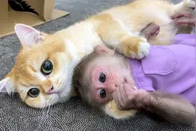 国外小猴子"报仇"十年不晚，大战猫咪三百回合，猜猜看谁会获胜？视频封面