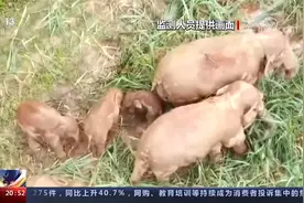 云南澜沧 下山聚餐 另一野象群“祸害”玉米地视频封面