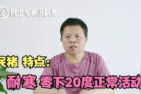 猪品种介绍：民猪属于华北型猪，特点是耐寒，可以在零下20度养殖视频封面