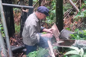 真是奇遇！竹筒里居然有蜜蜂窝，养蜂多年还是第一次见视频封面