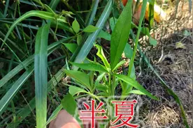 野生稀缺药材“半夏”，植物别称“三步跳”，全草有毒却珍贵视频封面